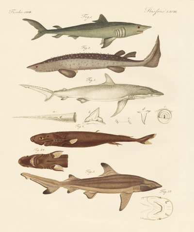 Types étranges de requins - German School