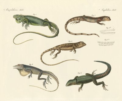 Lézards étranges - German School