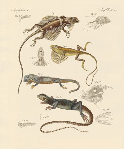 Lézards étranges - German School