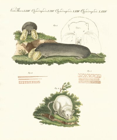 Mammifères étranges - German School
