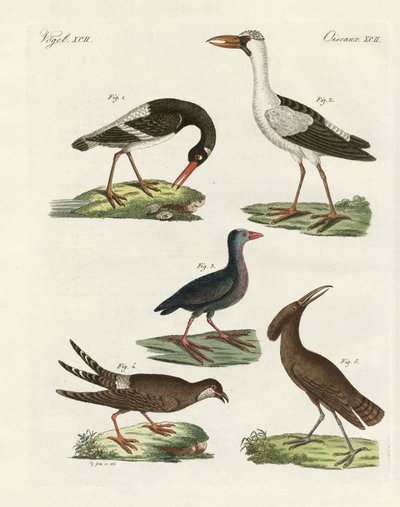 Oiseaux des marais étranges - German School