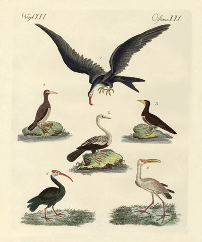 Oiseaux de marais et d