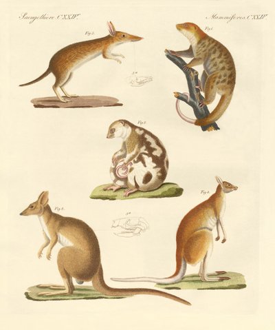 Marsupiaux étranges - German School