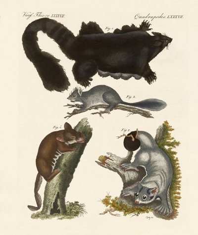 Marsupiaux étranges - German School