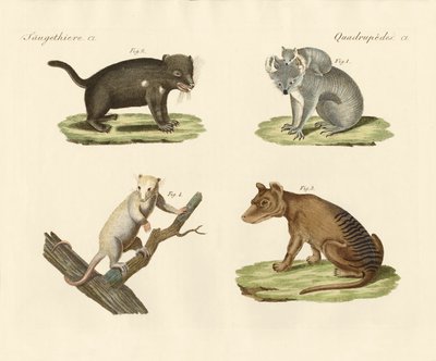 Marsupiaux étranges - German School