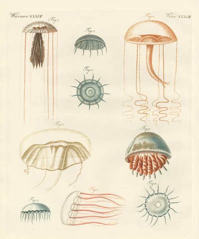 Étranges méduses - German School