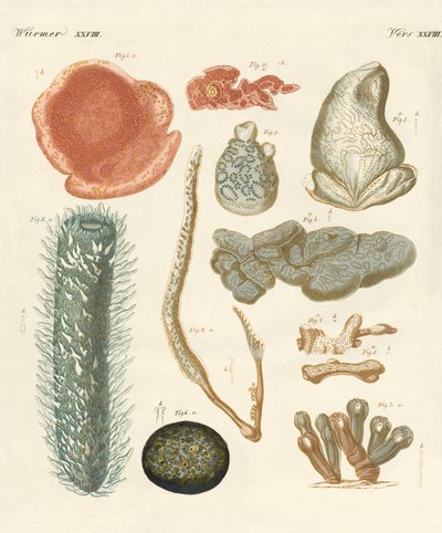Étranges mollusques - German School