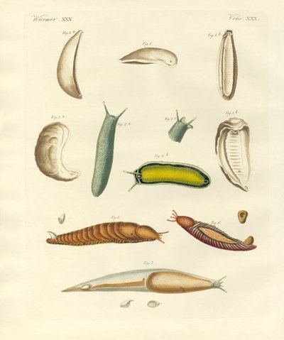 Étranges mollusques - German School