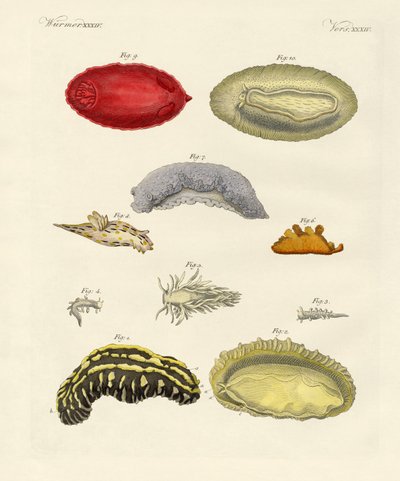 Mollusques étranges - German School