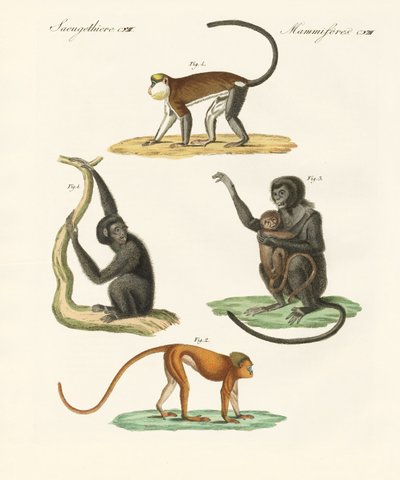 Étranges singes - German School
