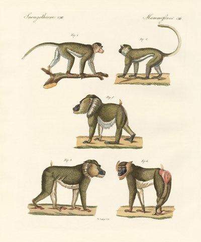 Singes étranges - German School