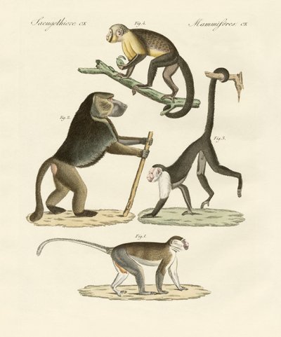 Singes étranges - German School