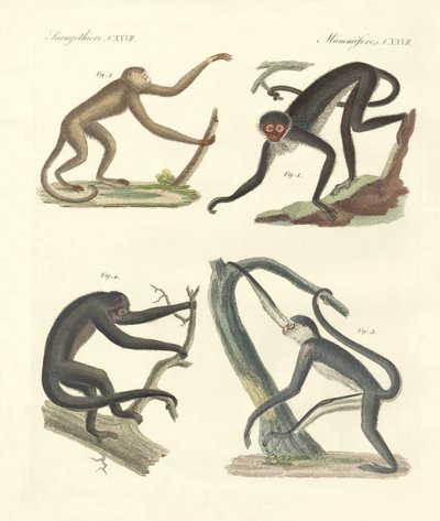Étranges singes du nouveau continent - German School