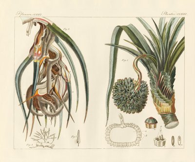 Étranges plantes - German School