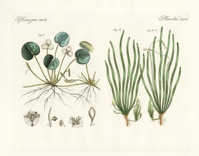 Plantes étranges - German School