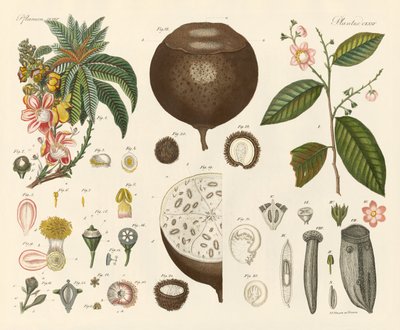 Plantes étranges - German School