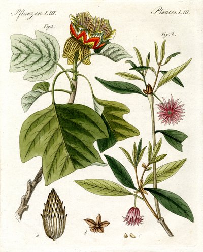Plantes étranges - German School
