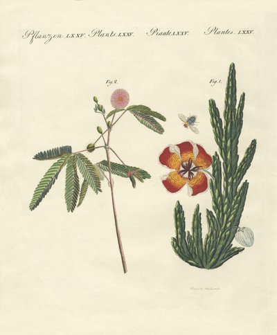 Plantes étranges - German School