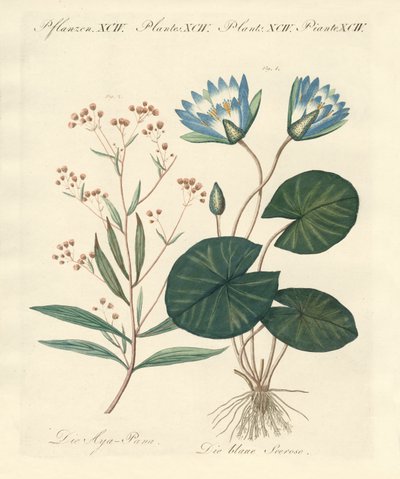 Plantes étranges - German School
