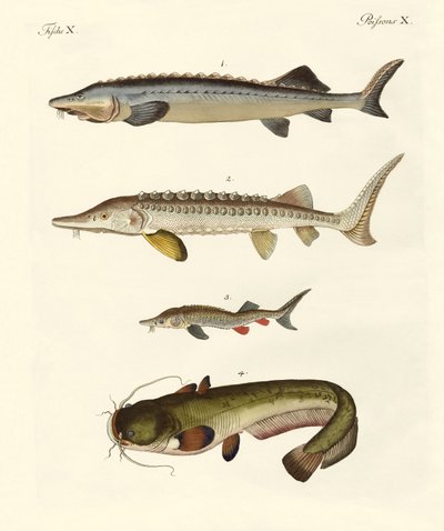 Poissons de rivière étranges - German School