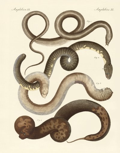 Serpent étrange - German School