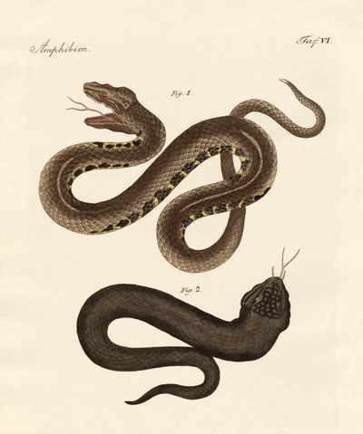 Serpent étrange - German School