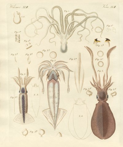 Étranges vers mous - German School
