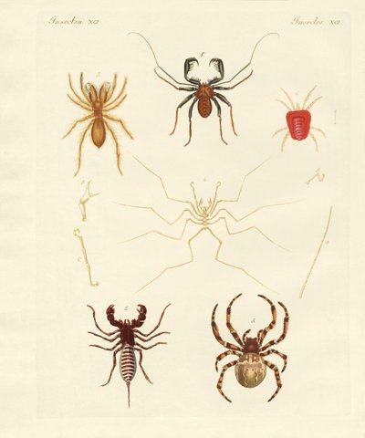 Araignées étranges - German School