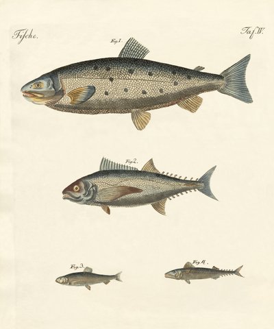 Étranges poissons de commerce - German School