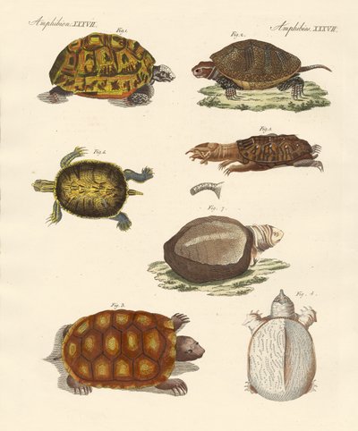 Tortues étranges - German School