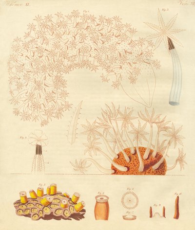 Étranges vers, zoophytes - German School