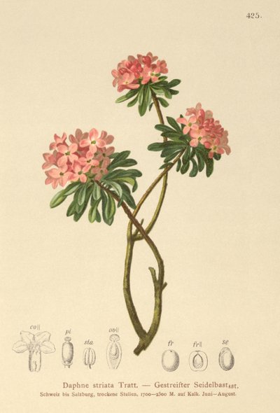 Daphné strié (Daphne striata) - German School