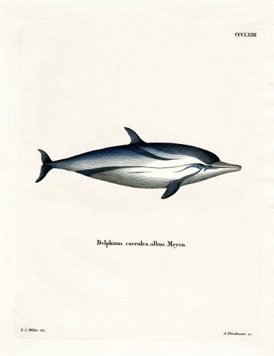 Dauphin bleu et blanc - German School