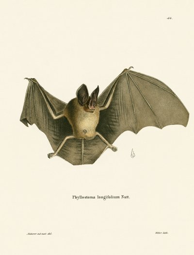 Chauve-souris à nez poilu rayé - German School