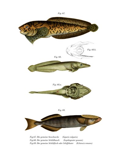 Escargot de mer rayé - German School