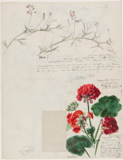 Études de plantes et de figures réalisées à Rome et Pankow, Berlin, 1868 - German School