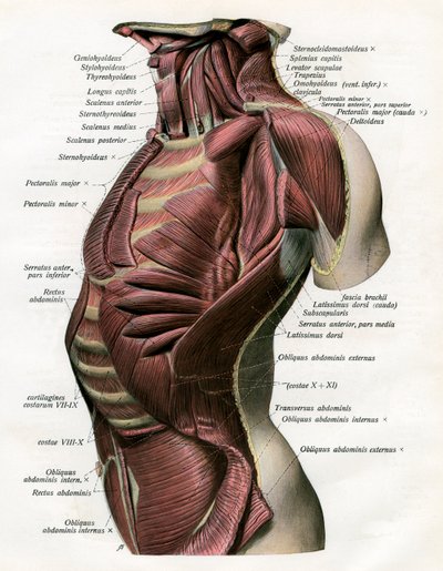 Étude des muscles du torse et du cou humain - German School