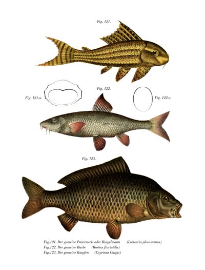 Poisson-chat à ventouse - German School