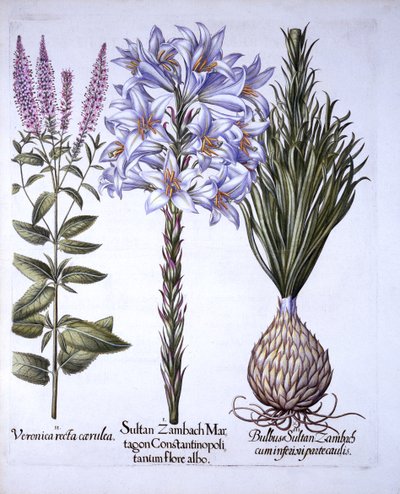 Lys Sultan Zambach et bulbe, véronique, de Hortus Eystettensis, par Basil Besler, pub. 1613 - German School