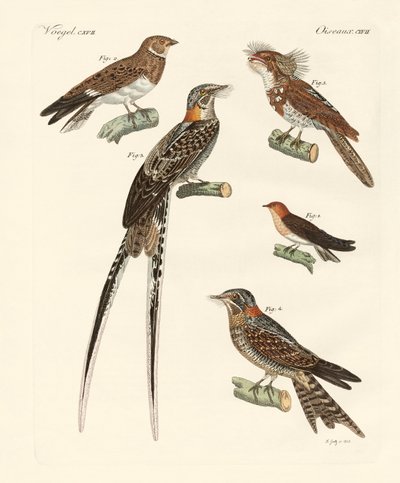 Oiseaux ressemblant à des hirondelles - German School