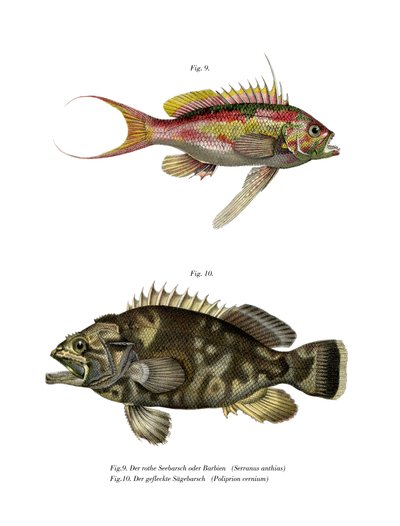 Perche de mer à queue d
