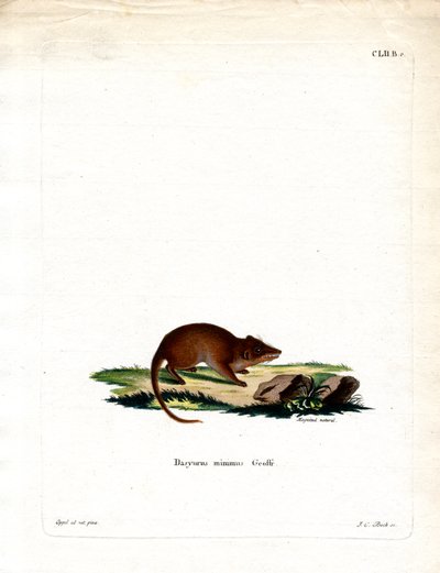 Antechinus des marais - German School