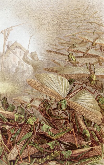 Essaim de criquets migrateurs, planche de Brehms Tierleben: Allgemeine Kunde des Tierreichs, vol.9, p.592, publié par Bibliographisches Institut, 1892 - German School
