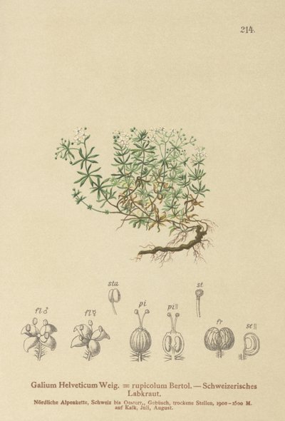 Gaillet suisse (Galium helveticum, Galium rupicolum, Galium megalospermum) - German School