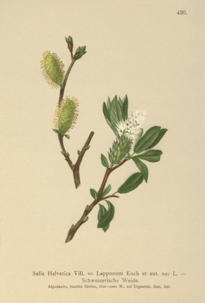 Saule de Suisse (Salix Helvetica, Salix Lapponum) - German School