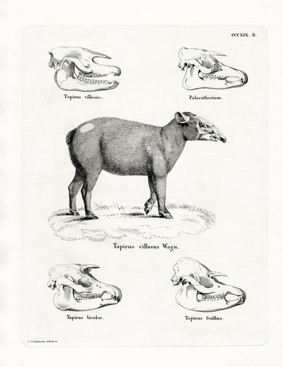 Crânes de Tapir - German School