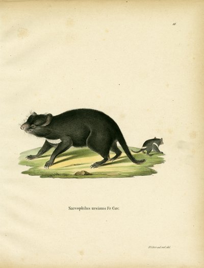 Diable de Tasmanie - German School