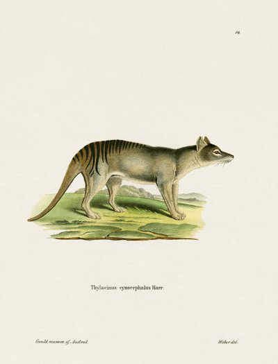 Tigre de Tasmanie - German School