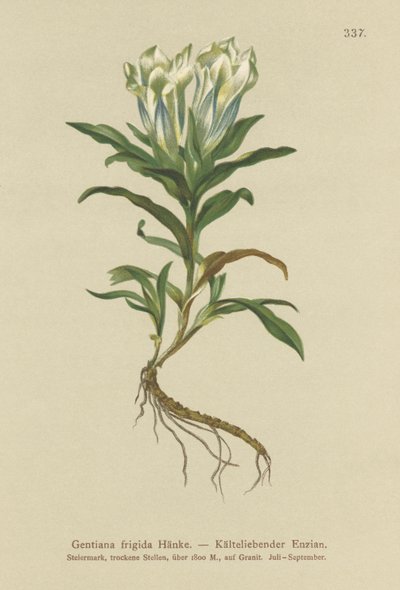 Gentiane des Tauern (Gentiana frigida) - German School