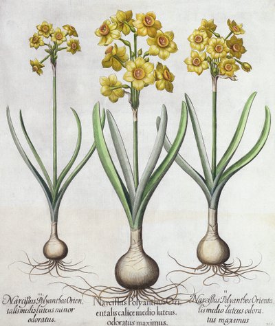 Narcisses Tazetta, du Hortus Eystettensis par Basil Besler (1561-1629), pub. 1613 (gravure en couleur) - German School